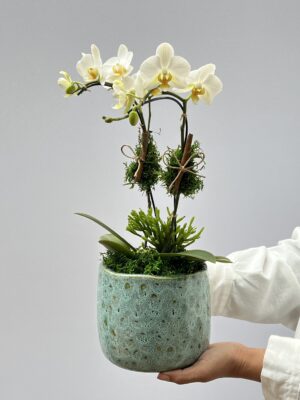 Orquideas Phalaenopsis scaled