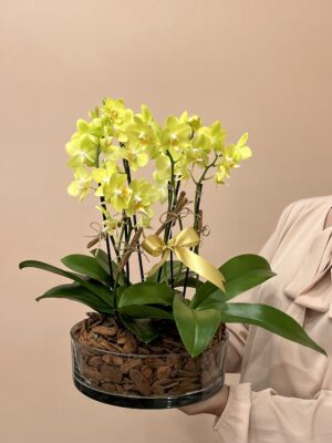 duquesa mini orquideas phalaenopsis arquitetura das flores porto alegre 1