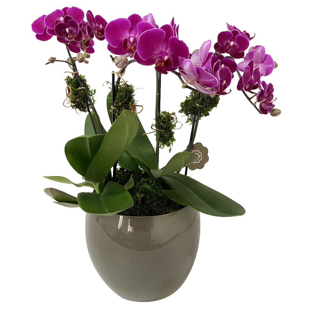 arranjo de mini orquídeas pink