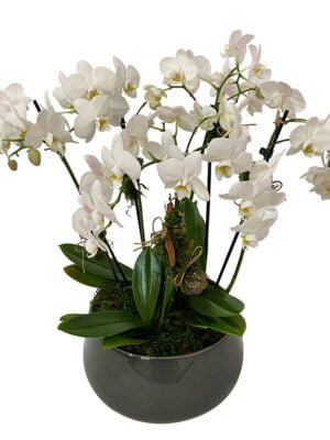 arranjo de orquídeas brancas