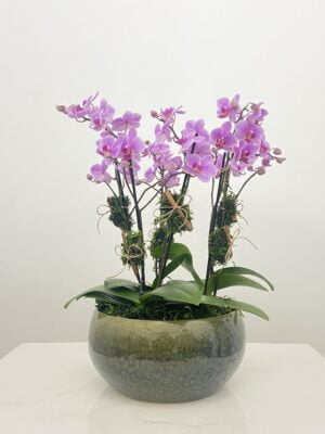 pitcairn arranjo de mini orquideas brancas arquitetura das flores porto alegre 1