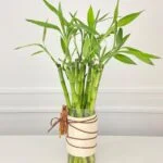 Feng Shui - Arranjo de Bambu da Sorte