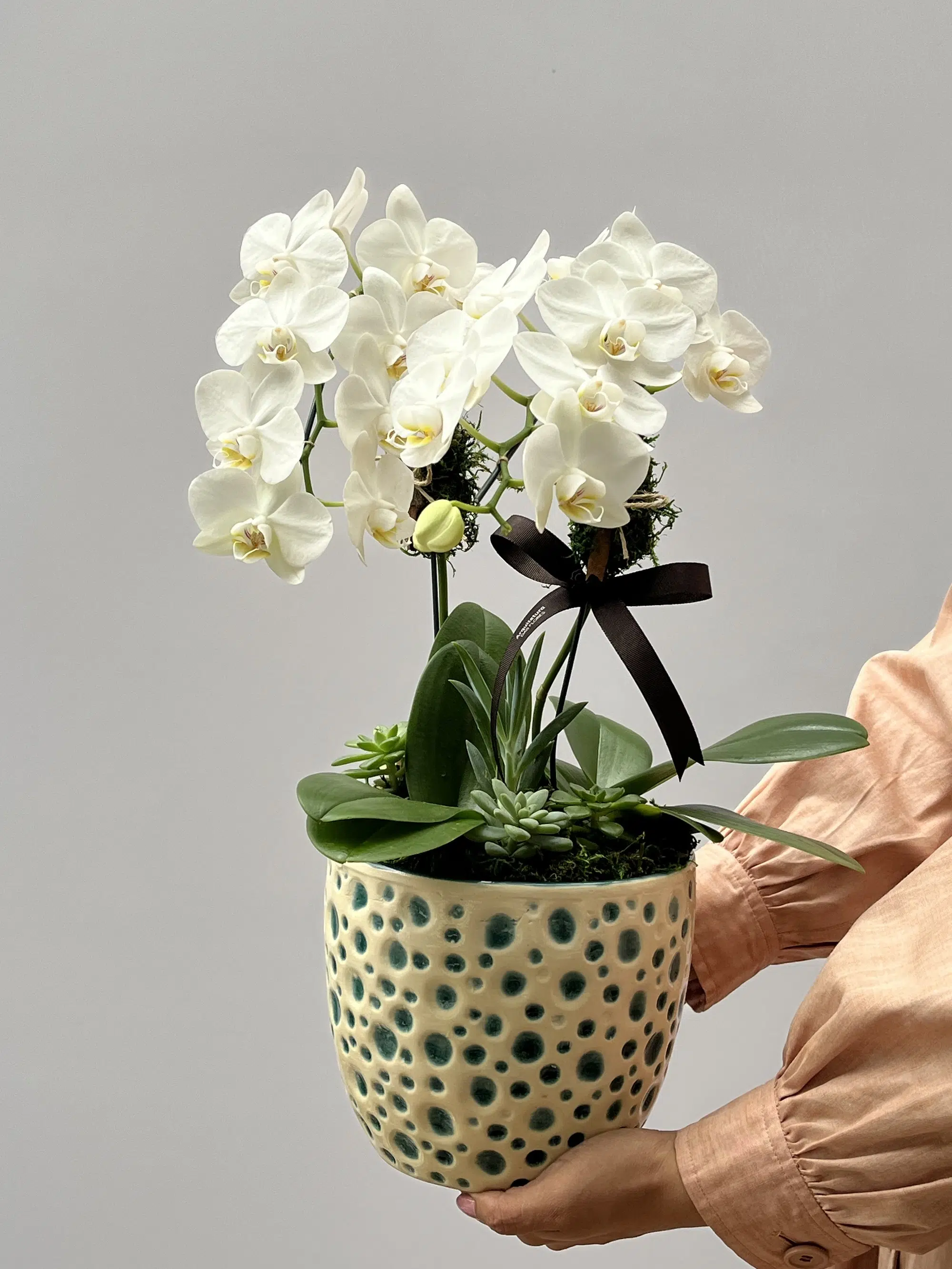 IMG_8177 (1) Melodia - Orquídea Phalaenopsis Branca - Imagem 1