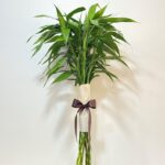 Dracenas Bambu