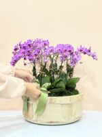 Arabesco - Arranjo de Orquídeas Phalaenopsis Pink