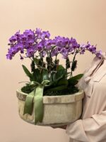 Arabesco - Arranjo de Orquídeas Phalaenopsis Pink - Imagem 2