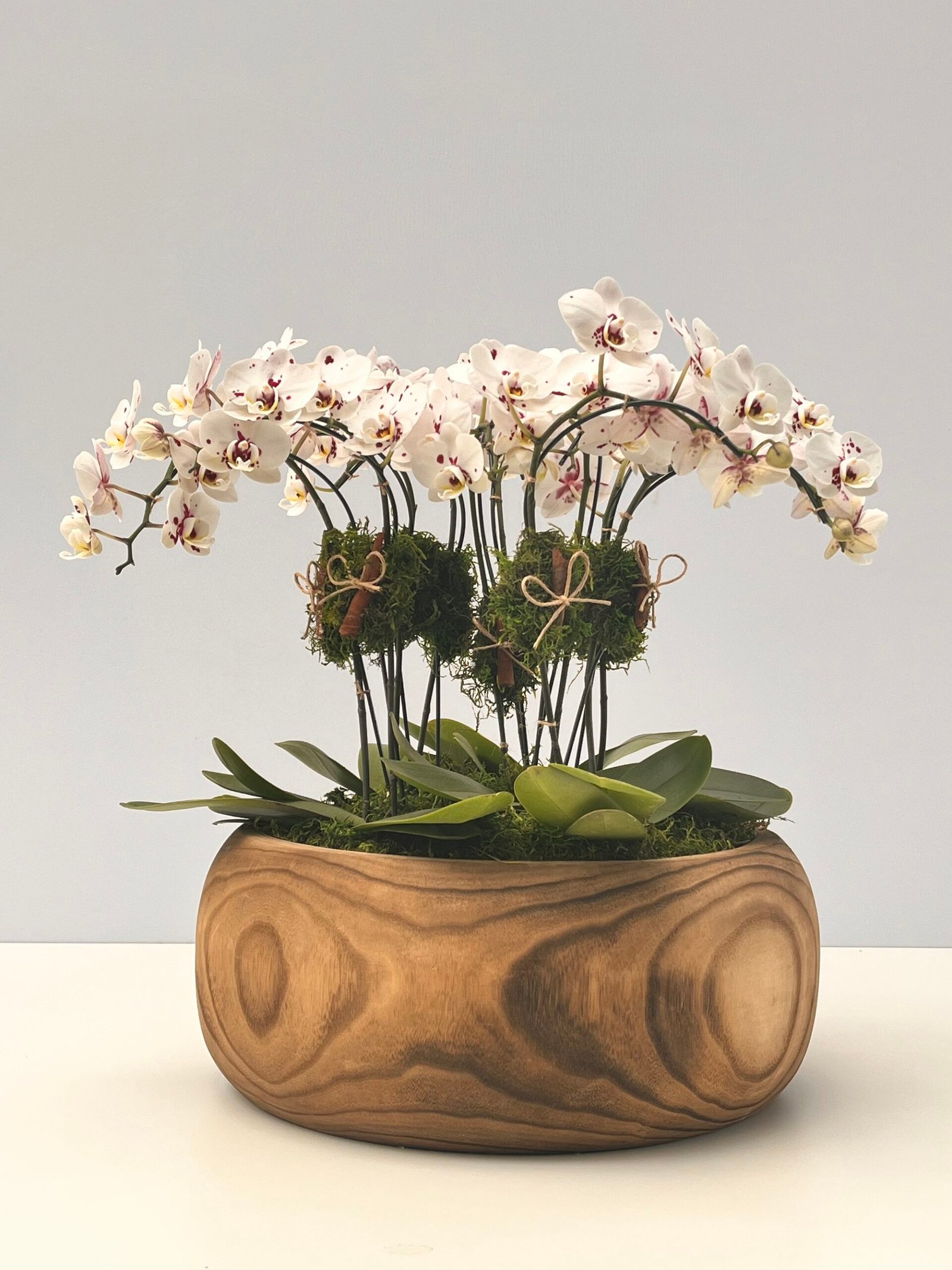 IMG_7022 Balloné - Mini Orquídeas Phalaenopsis Pink - Imagem 1