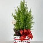 Jingle Bells - Arvore de Natal