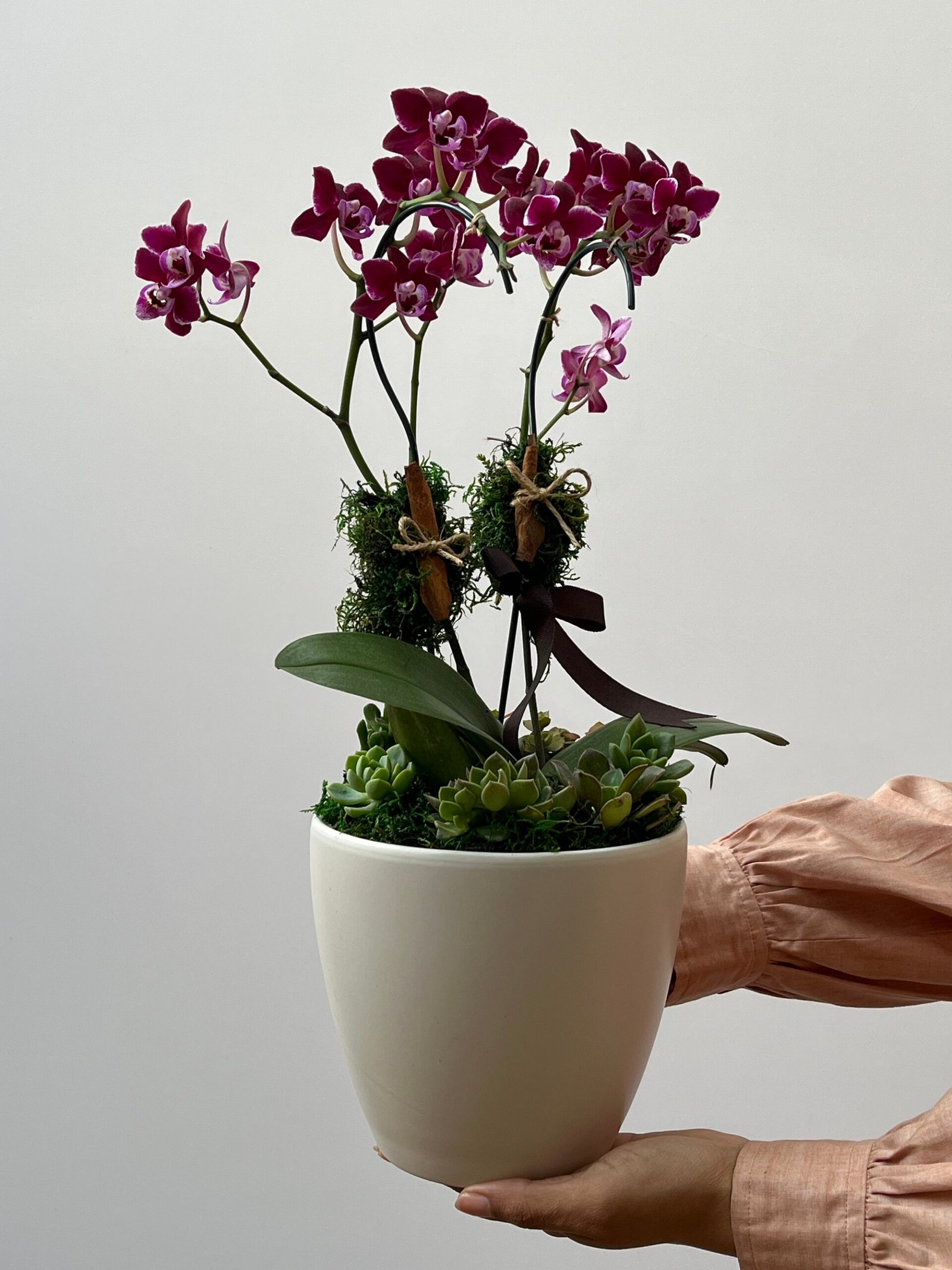 IMG_7710 Fluorita - Mini Orquídeas Phalaenopsis - Imagem 1