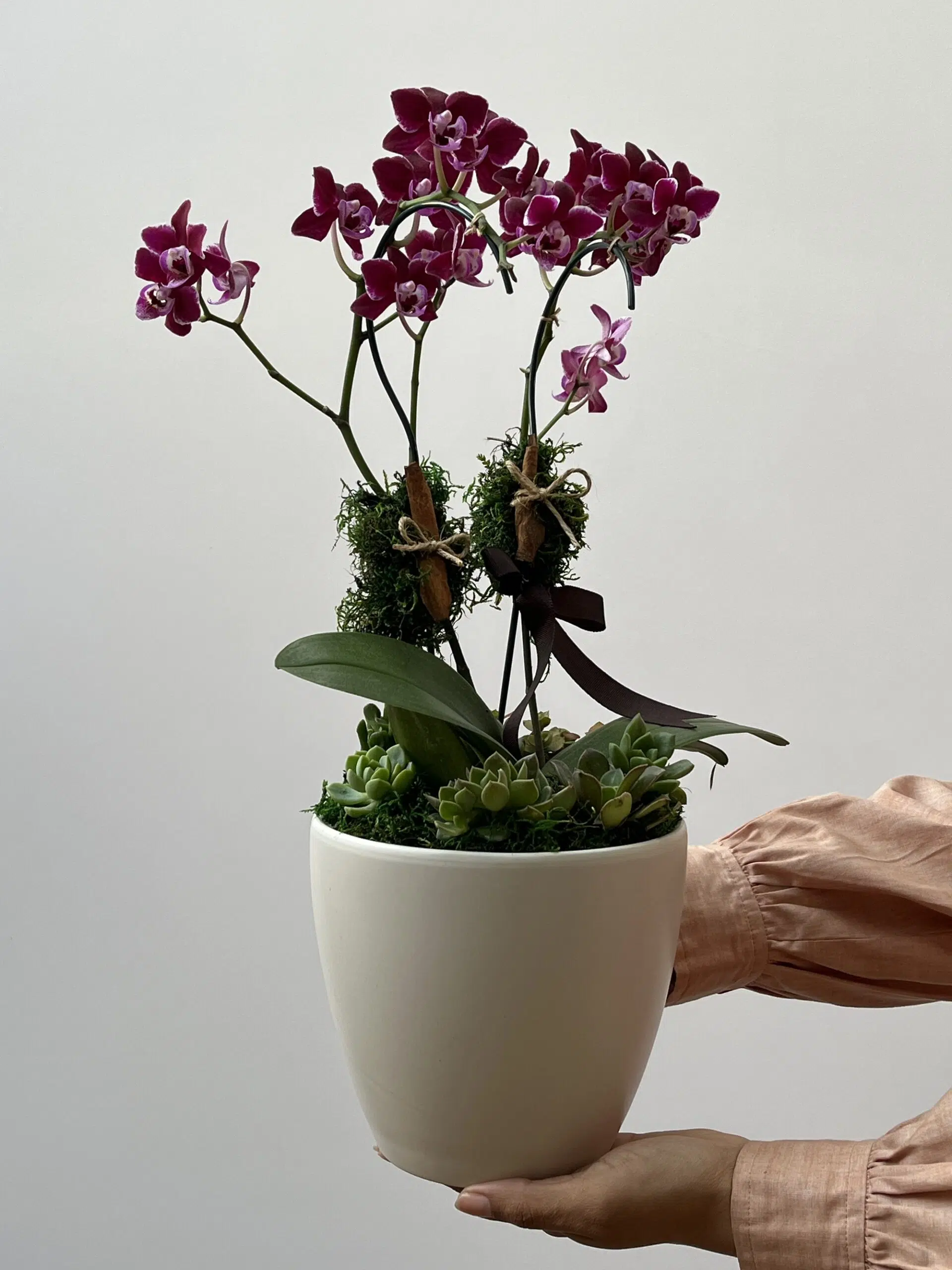 IMG_7710 Fluorita - Mini Orquídeas Phalaenopsis - Imagem 1