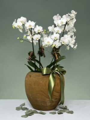 barroco arranjo de mini orquideas phalaenopsis arquitetura das flores porto alegre