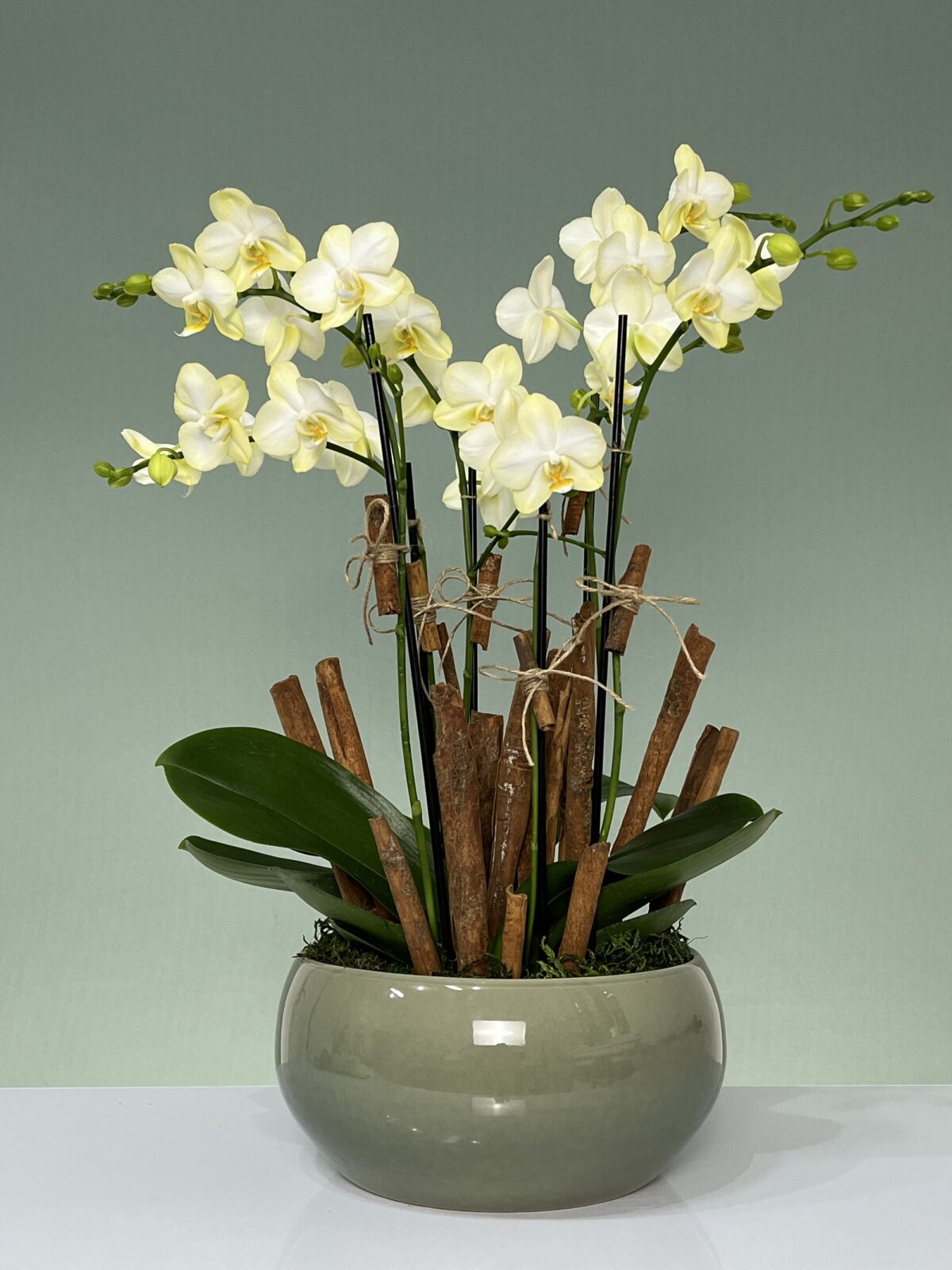 jawa arranjo de orquideas phalaenopsis amarelas arquitetura das flores porto alegre scaled