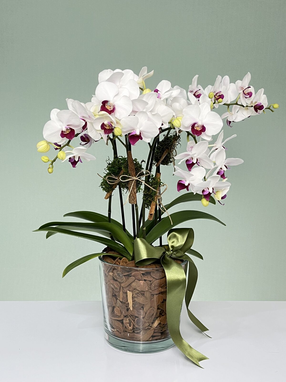 rubi mini orquideas phalaenopsis arquitetura das flores porto alegre 1 scaled