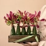 Mohana - Arranjo de Gloriosas