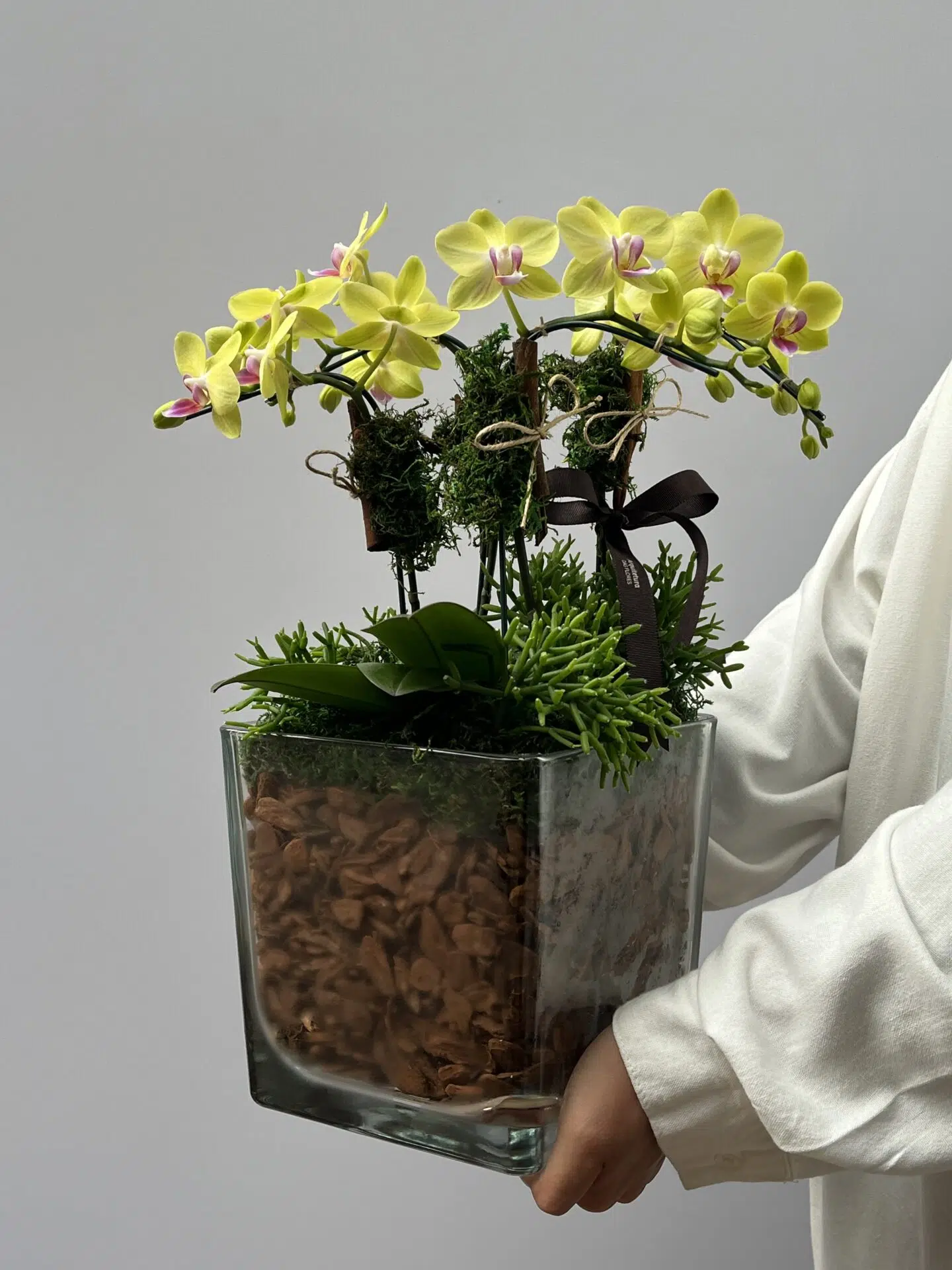 IMG_8878 Nihau - Mini Orquídeas Phalaenopsis Verdes - Imagem 1