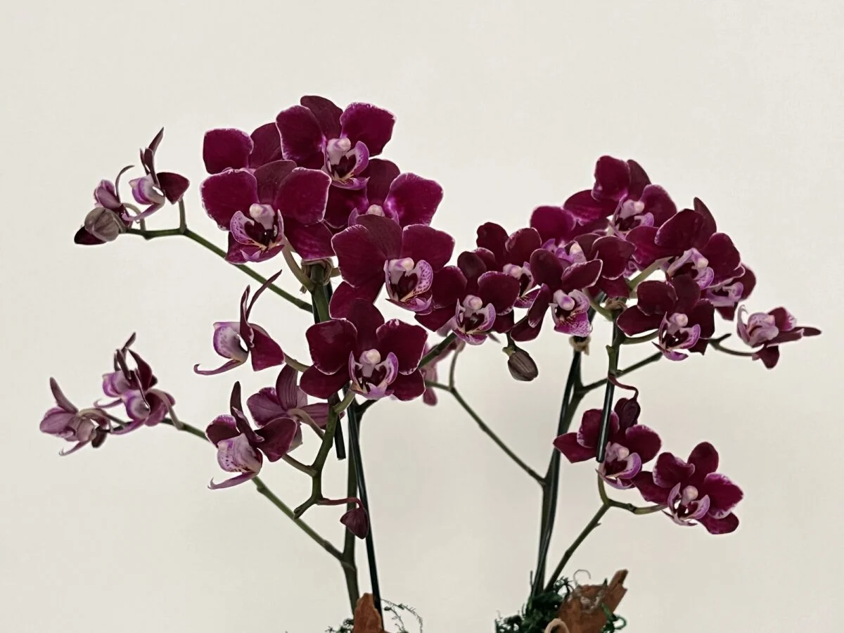 arquitetura das flores porto alegre 54