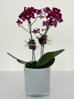 Surprise - Arranjo de Mini Orquídeas