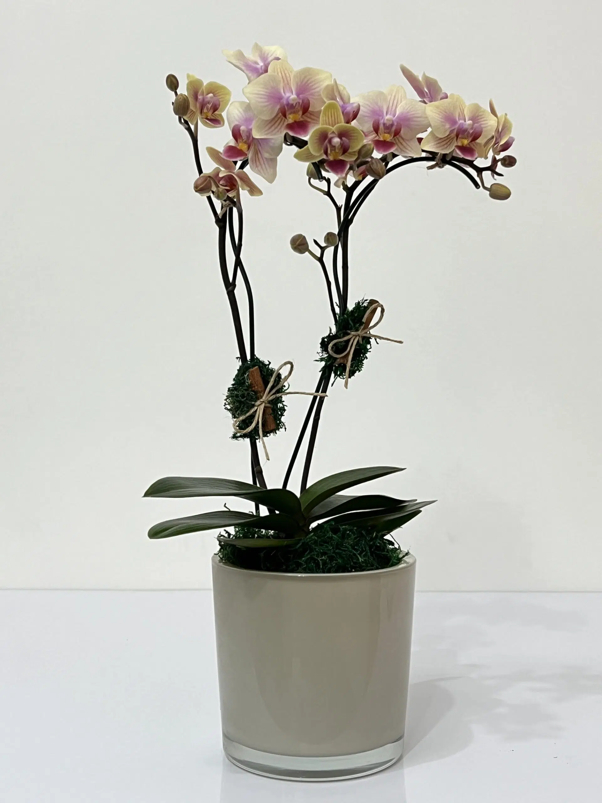 IMG_1650 Exclusif -Arranjo de Mini Orquídeas - Imagem 1