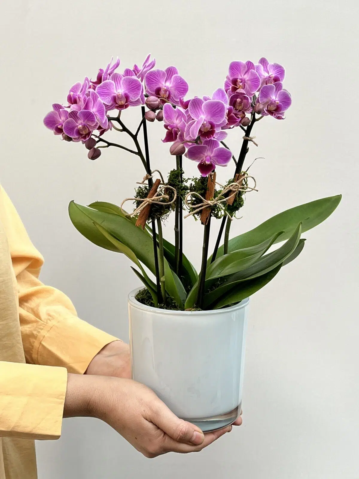 Royal Vase - Imagem 1