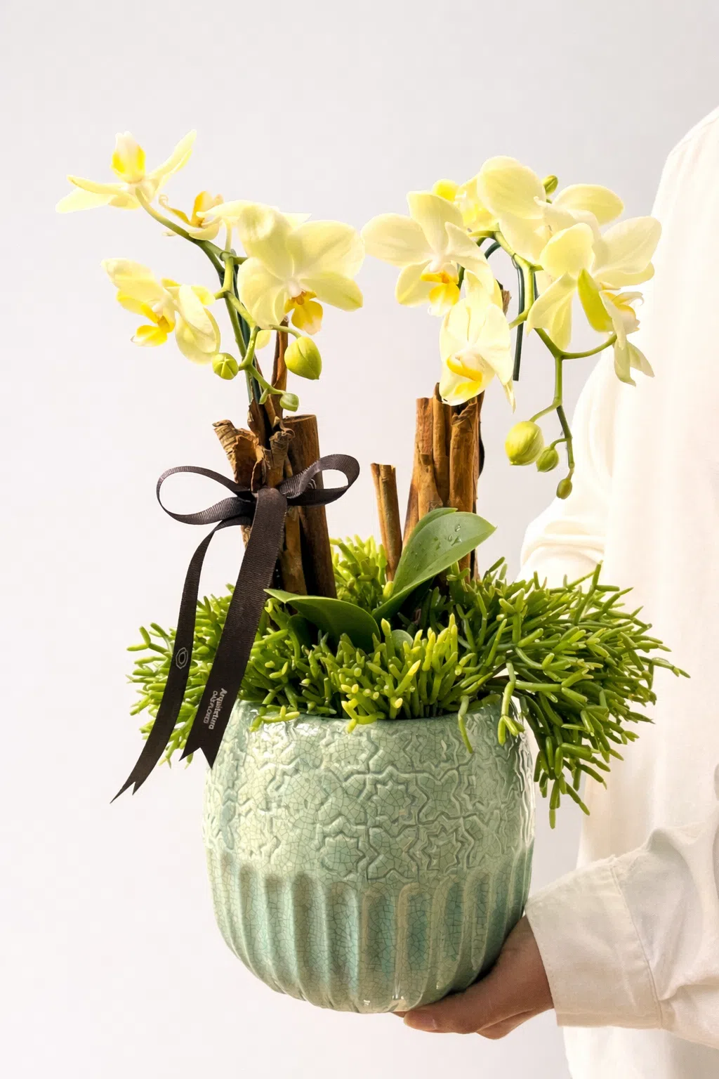 Floricultura Porto Alegre RS Grandeur - Mini Orquídeas - Imagem 1