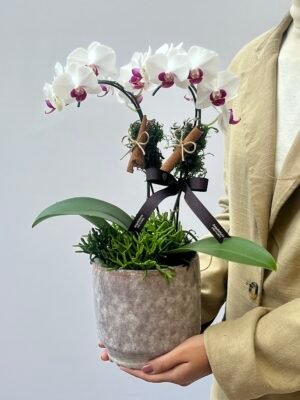 Floricultura em porto alegre 1