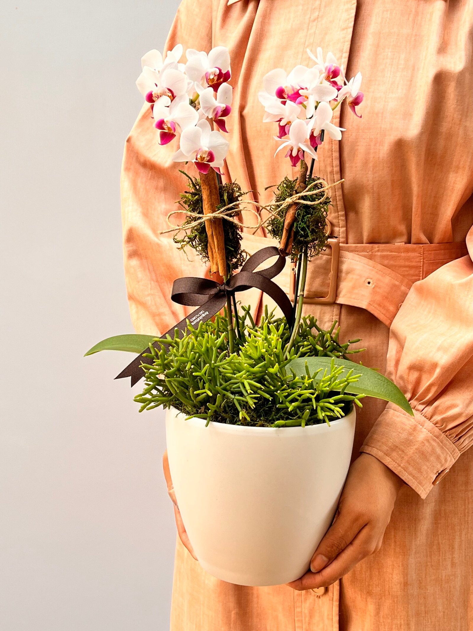 IMG_8765 Cuddles - Mini Orquídeas Phalaenópsis - Imagem 1