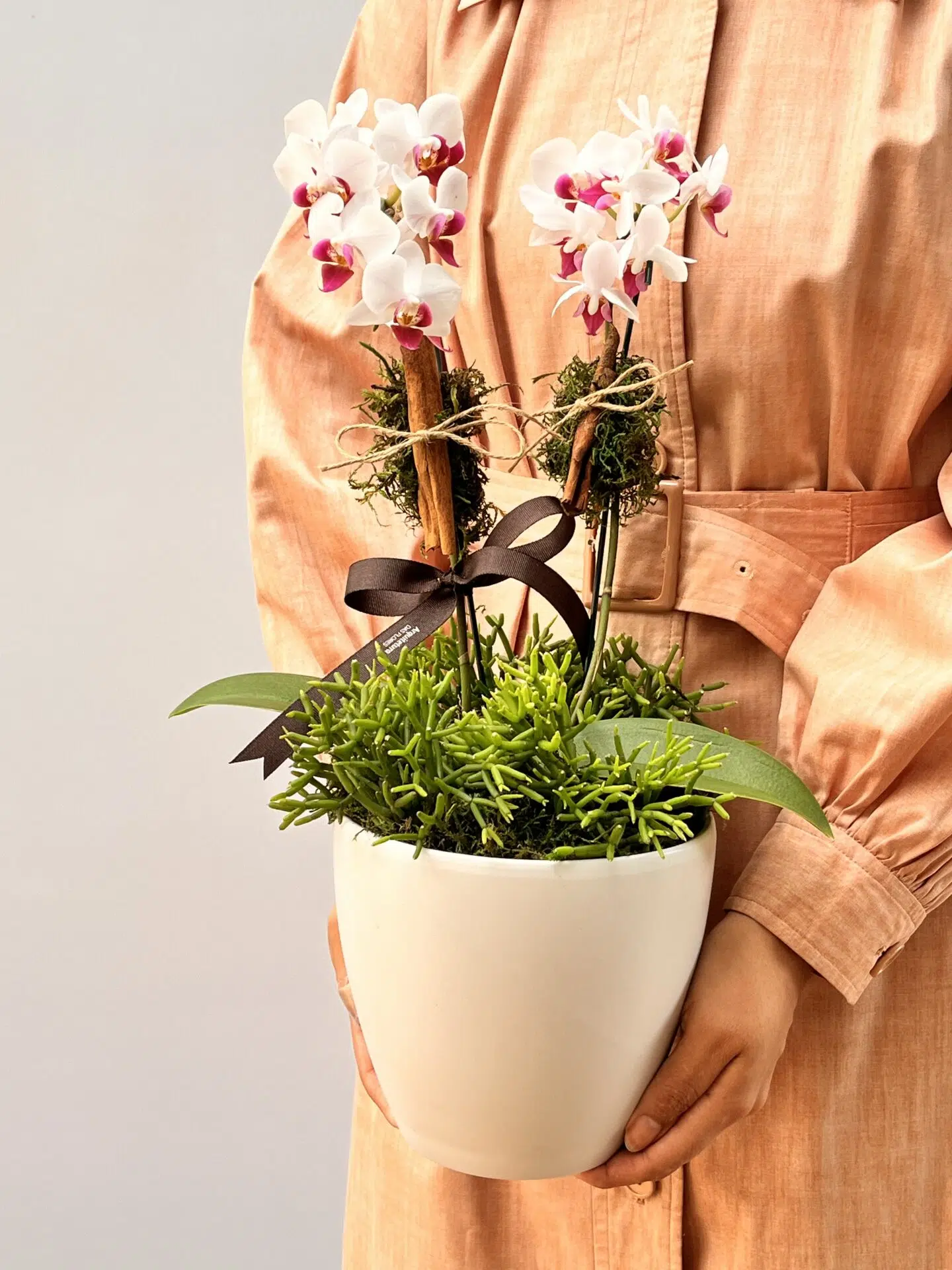 IMG_8765 Cuddles - Mini Orquídeas Phalaenopsis - Imagem 1