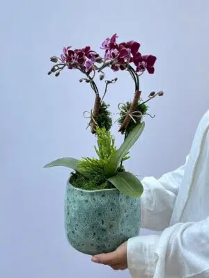 Jacques - Arranjo de Mini Orquídeas Phalaenopsis Pink