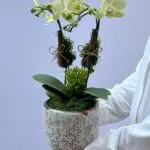 Eufrates - Mini Orquídeas Phalaenopsis