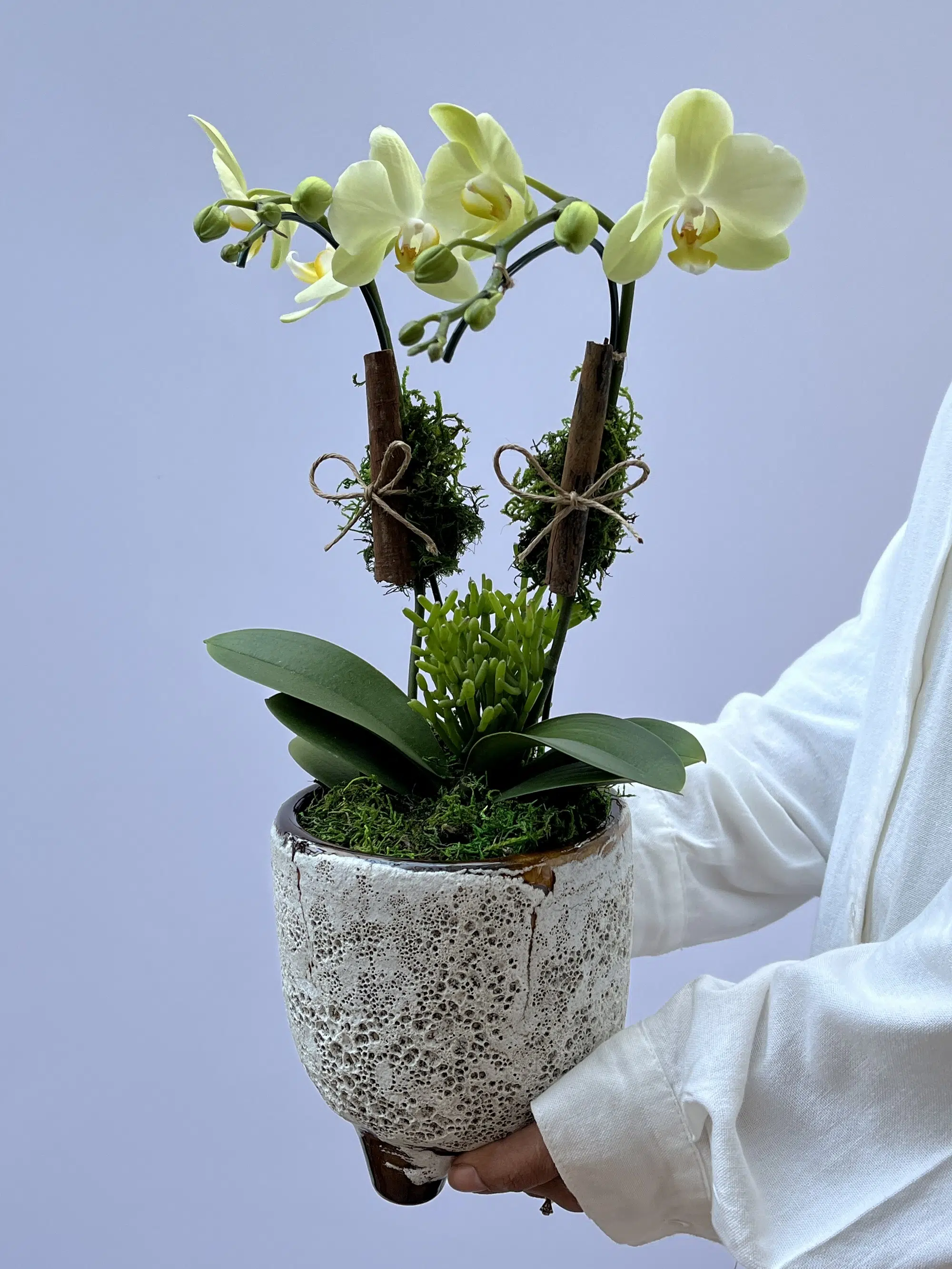 floricultura online Eufrates - Mini Orquídeas Phalaenopsis - Imagem 1