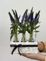 Opera House - Box de Verônicas Roxas - Imagem 3