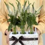 Torre Agbar - Box de Verônicas Brancas