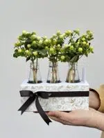 Golden Gate - Box de Hypericuns Brancos - Imagem 2