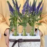 Opera House - Box de Verônicas Roxas