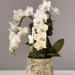 Snow Blossom - Mini Orqupideas Phalaenópsis Cascata