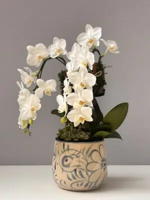 Snow Blossom - Mini Orquídeas Phalaenópsis Cascata