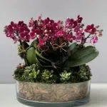 Fata Morgana - Mini Orquidea Phalaenopsis Plantada