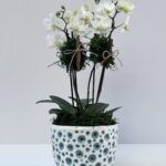 Puccini - Mini Orquídeas Phalaenopsis Brancas