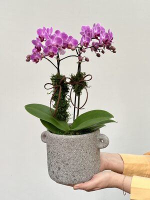 Orquidea Phalaenopsis Flores online floricultura online scaled