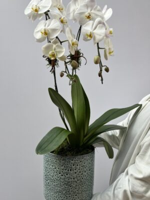 Orquidea Phalaenopsis 1