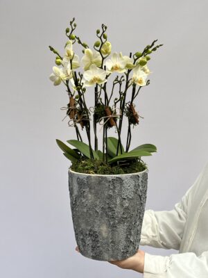 Orquideas Phalaenopsis scaled