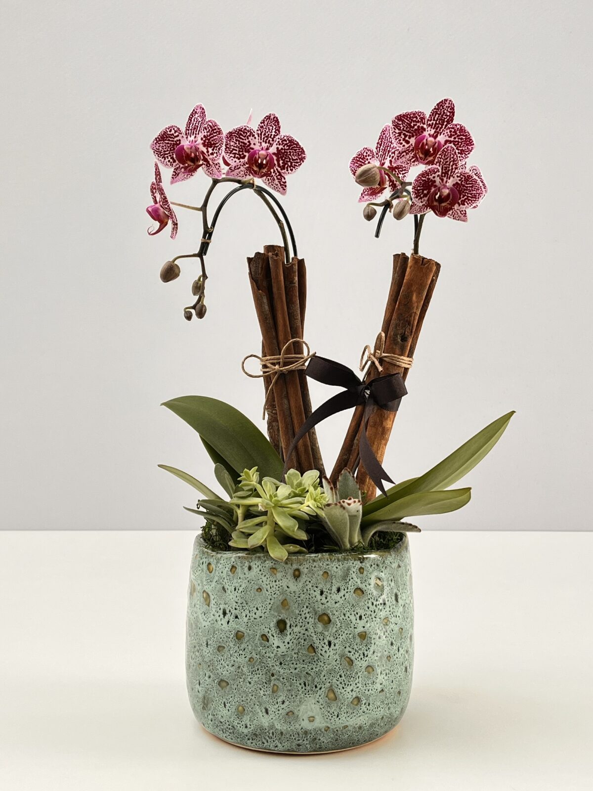 Lovina - Mini Orquídeas Phalaenopsis Pink - Imagem 1