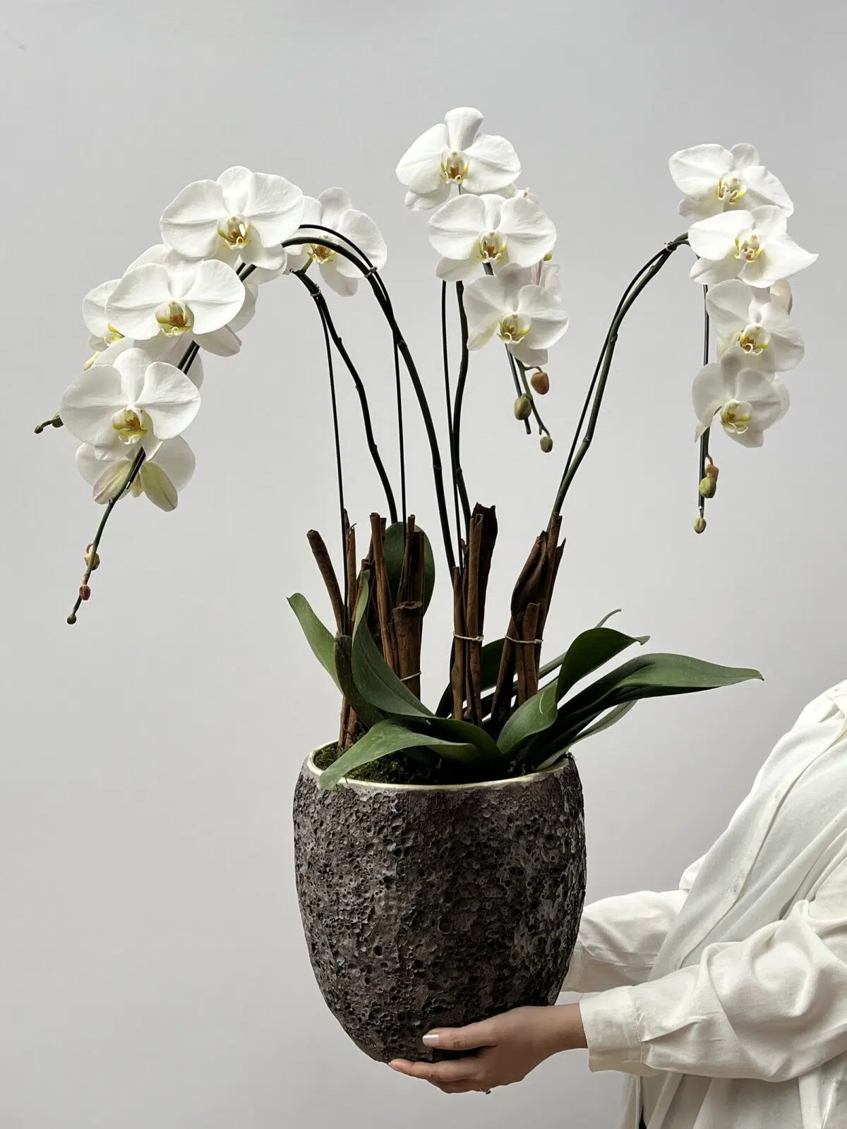 Cozumel - Orquideas Phalaenopsis Brancas - Imagem 1