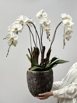 Orquidea Phalaenopsis