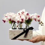 Orchid Season - Box de Mini Orquídeas Phalaenopsis