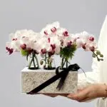 Orchid Season - Box de Mini Orquídeas Phalaenopsis