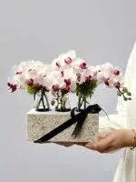 Orchid Season - Box de Mini Orquídeas Phalaenopsis