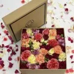 Meules - Box de Cravinas Coloridas