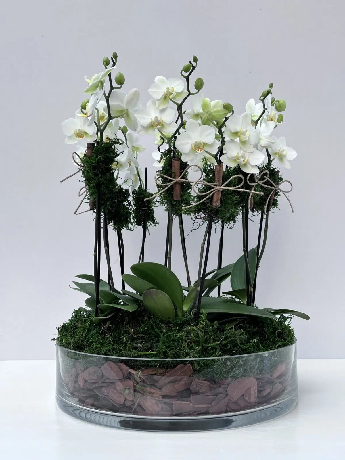 Mykonos - Mini Orquídeas Phalaenópsis Brancas - Imagem 1