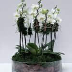 Mykonos - Mini Orquídeas Phalaenopsis Brancas